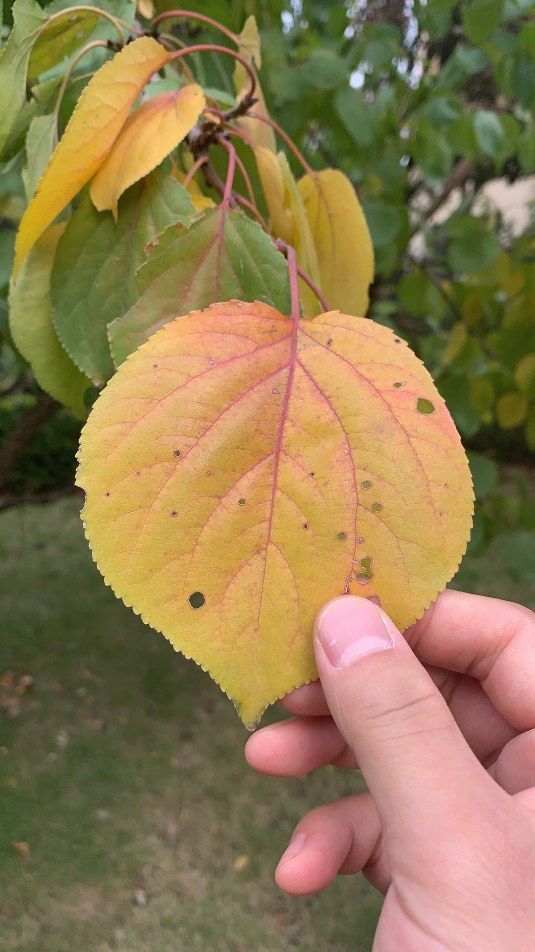 杏树细菌性穿孔病如何防治?都在这里了!