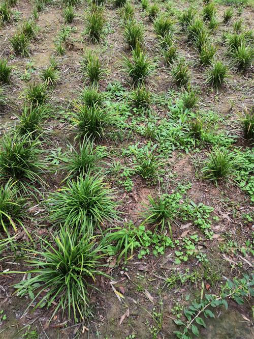 麦冬草坪各个时期如何全面除草?(养护人员建议收藏)
