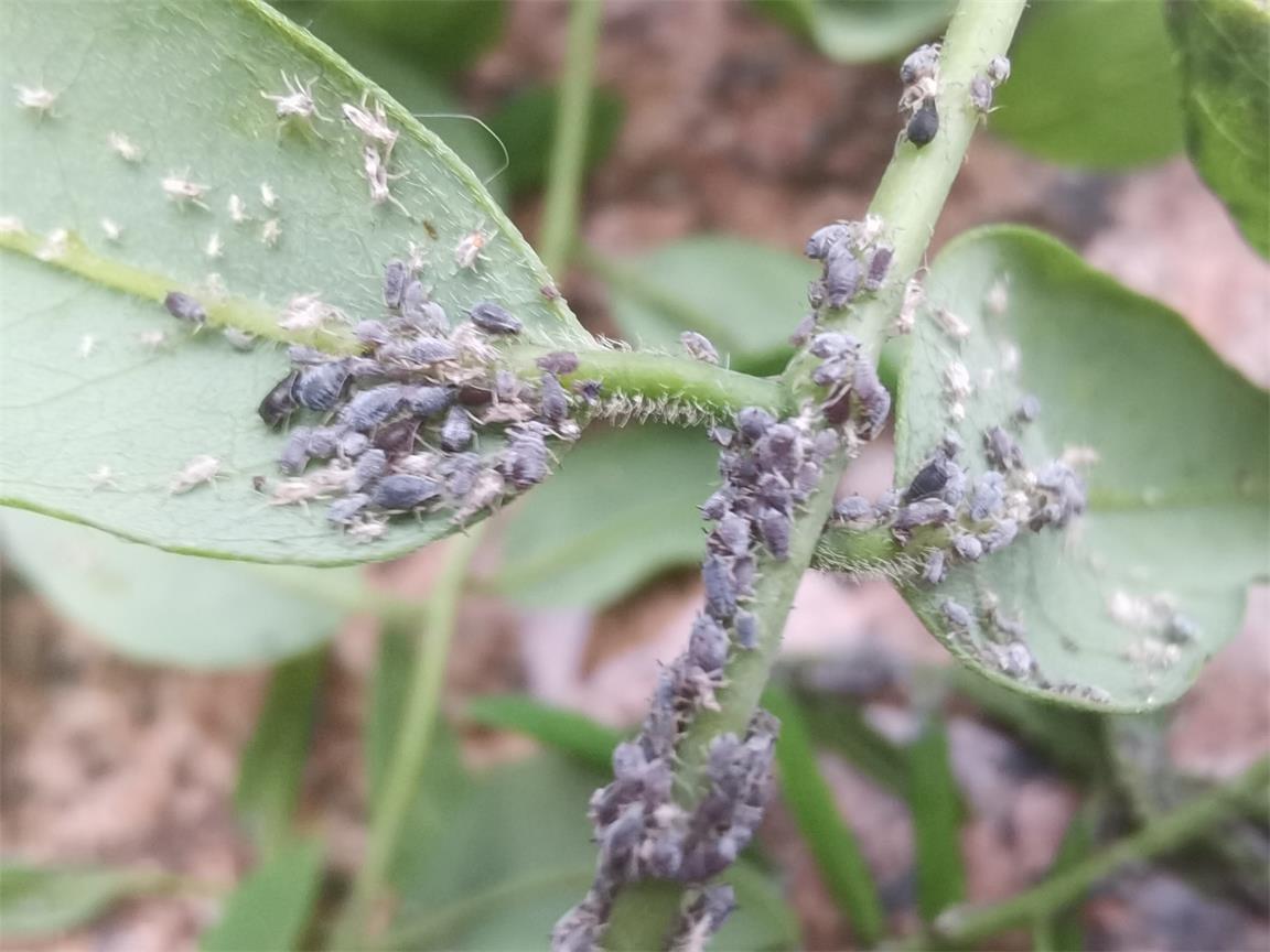 【2】龙爪槐蚜虫的发生及危害: 蚜虫主要是危害龙爪槐的叶片和嫩梢.